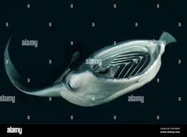 Image result for Mobula birostris