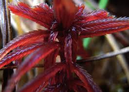 Attēlu rezultāti vaicājumam “Sphagnum warnstorfii”