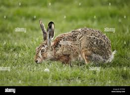 Attēlu rezultāti vaicājumam “Lepus europaeus adult”