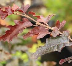 Attēlu rezultāti vaicājumam “Fagus sylvatica”