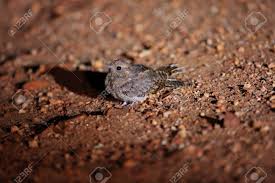 Attēlu rezultāti vaicājumam “Caprimulgus europaeus juvenile”