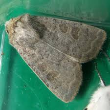 Attēlu rezultāti vaicājumam “Rusina ferruginea male”