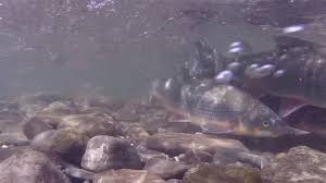 Image result for Chondrostoma nasus