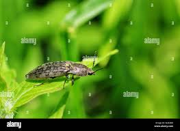 Attēlu rezultāti vaicājumam “Ctenicera pectinicornis”