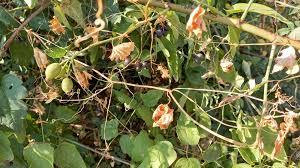 Attēlu rezultāti vaicājumam “Bryonia alba fruit”