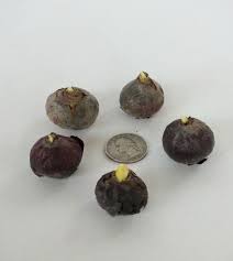 Attēlu rezultāti vaicājumam “Scilla siberica bud”