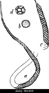 Attēlu rezultāti vaicājumam “Ophiotheca chrysosperma spores”