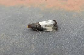 Attēlu rezultāti vaicājumam “Notocelia cynosbatella”