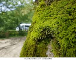 Attēlu rezultāti vaicājumam “Hypnum”