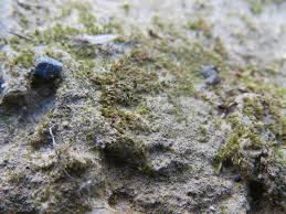 Attēlu rezultāti vaicājumam “Ephemerum serratum”