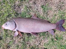 Image result for Ictiobus niger