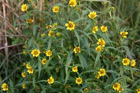 Attēlu rezultāti vaicājumam “Bidens cernua”