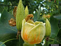 Attēlu rezultāti vaicājumam “Liriodendron tulipifera fruit”