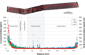 Attēlu rezultāti vaicājumam “Conardia compacta macro”