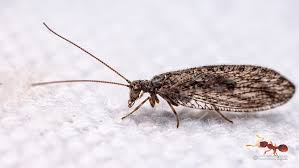 Attēlu rezultāti vaicājumam “Neuroptera”