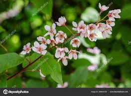 Attēlu rezultāti vaicājumam “Padus avium”