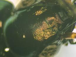 Attēlu rezultāti vaicājumam “Poecilus versicolor”