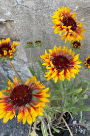 Image result for Gaillardia