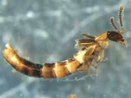 Attēlu rezultāti vaicājumam “Staphylinidae”