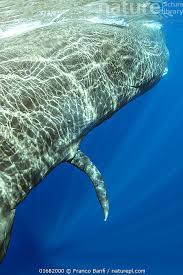 Attēlu rezultāti vaicājumam “Physarum penetrale macro”