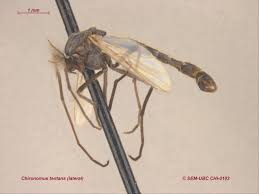 Attēlu rezultāti vaicājumam “Cricotopus male”