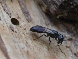 Attēlu rezultāti vaicājumam “Crabronidae”