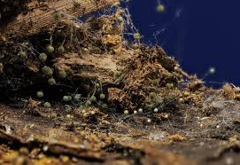 Attēlu rezultāti vaicājumam “Physarum penetrale”