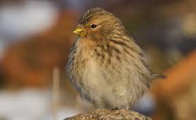 Image result for twite photo