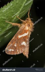 Attēlu rezultāti vaicājumam “Phymatopus hecta”