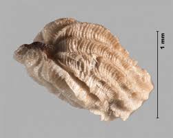 Attēlu rezultāti vaicājumam “Odontites vulgaris fruit”