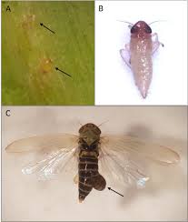 Attēlu rezultāti vaicājumam “Macrosteles nymph”