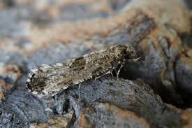 Attēlu rezultāti vaicājumam “Morophaga choragella”