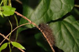 Attēlu rezultāti vaicājumam “Phragmatobia fuliginosa larva”