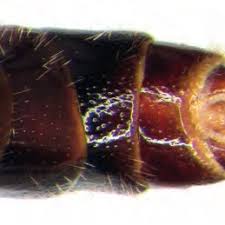 Attēlu rezultāti vaicājumam “Diphyus latebricola”