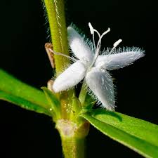 Attēlu rezultāti vaicājumam “Rubiaceae”