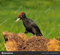 Attēlu rezultāti vaicājumam “Dryocopus martius”