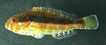 Image result for Sparisoma amplum