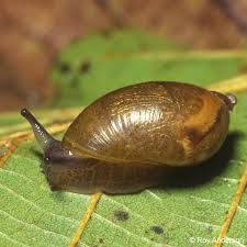 Attēlu rezultāti vaicājumam “Succinea”