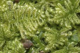 Attēlu rezultāti vaicājumam “Ctenidium molluscum”