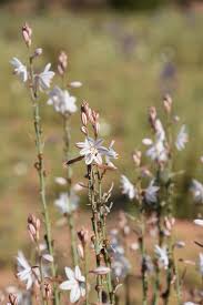 Image result for Asphodelus fistulosus