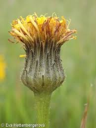 Attēlu rezultāti vaicājumam “Hypochaeris maculata”