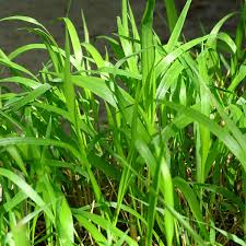 Attēlu rezultāti vaicājumam “Brachypodium sylvaticum”