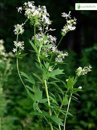 Attēlu rezultāti vaicājumam “Thalictrum flavum fruit”
