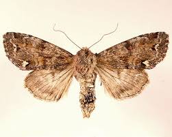 Attēlu rezultāti vaicājumam “Ceramica pisi”