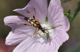 Attēlu rezultāti vaicājumam “Strangalia attenuata”