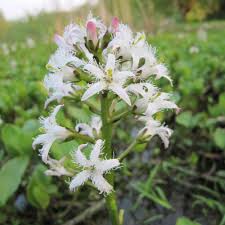 Attēlu rezultāti vaicājumam “Menyanthes trifoliata”