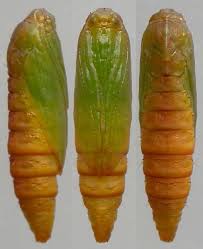 Attēlu rezultāti vaicājumam “Ypsolopha scabrella”