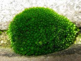 Attēlu rezultāti vaicājumam “Bryum caespiticium”