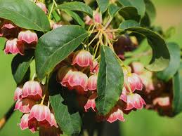 Attēlu rezultāti vaicājumam “Enkianthus chinensis leaf”