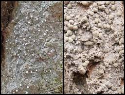 Attēlu rezultāti vaicājumam “Lecanactis abietina”